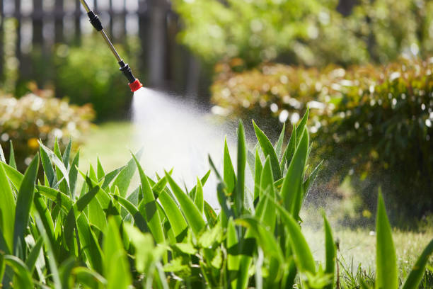 24/7 Emergency Termite Control experts in Mount Pleasant, NC